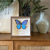 真蝴蝶标本相框摆件干花植物，装饰画挂墙科普知识礼物创意复古