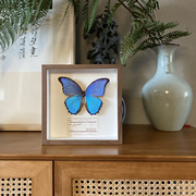 真蝴蝶标本相框摆件，干花植物装饰画挂墙科普知识礼物创意复古