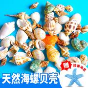 天然贝壳海螺鱼缸造景，装饰摆件海星工艺品寄居蟹，水族箱布景套装