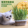 猫草种子水培猫零食薄荷种籽除毛，球营养猫草种籽盆栽套装猫咪用品