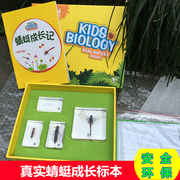 幼儿园教学小动物昆虫蜻蜓成长过程标本树脂琥珀儿童科普玩具摆件