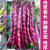 紫衣天使架豆秋紫豆种籽锅里变豆角紫豆角种子四季豆眉豆肉厚荚长