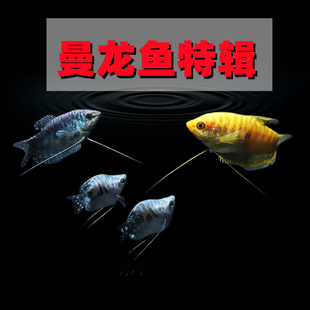 曼龙鱼中小型热带观赏工具鱼淡水短身珍珠马甲黄蓝曼龙鱼除蛋白虫