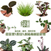 鲜活迷你小植物创意diy雨林，缸上水石山盆栽水培苔藓微景观生态瓶