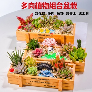 多肉植物组合盆栽花盆土，摆件绿植室内吸甲醛，创意diy肉肉套餐