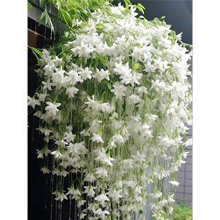 垂丝茉莉花种子籽子爬藤植物易活四季开播种开花室内室外植物种孑