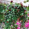 口红吊兰盆栽家庭室内垂吊观花植物中之佳品