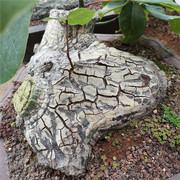龟纹木棉实生肉质绿背龟甲，奇特绿化景观植物墨西哥椭叶块根庭院