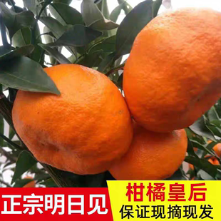 四川明日见柑橘阿斯蜜兴津58号橘子，新鲜蜜桔现摘桔子当季水果9斤