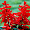 矮生一串红种子盆栽花草，矮串红花种子四季种易活花卉开花花种籽子
