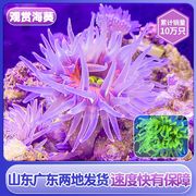 海葵海缸宠物生物珊瑚造景，海草海星观赏海水鱼尼莫小丑鱼