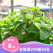留兰香薄荷种子可食用香草四蚊虫室内驱菜籽季阳台净化空气盆栽