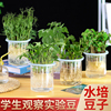 学生幼儿园观察自然植物，角水培豆子种子儿童科学，盆栽生长实验作业