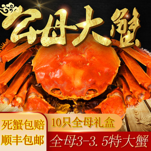 10只礼盒装大闸蟹螃蟹全母3.5两螃蟹全母蟹，特大苏州清水螃蟹