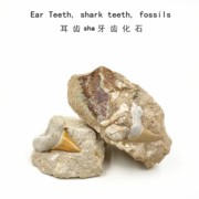 天然耳齿鲨鱼牙齿化石古生物，化石摩洛哥化石原石，地质科普教学标