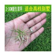 草坪种子狗牙根进口四季青护坡草百慕大草种籽绿化草皮种子