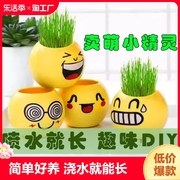 长草娃娃绿植盆栽迷你办公室桌面植物猫草礼物diy儿童水培