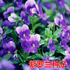 紫罗兰种子多年室内阳台盆栽，易活易种庭院，波斯菊花种子花子孑