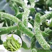 日本冰菜种子高含氨基酸非洲特菜冰草种子盆栽蔬菜种子冰菜苗种子