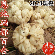 2023现挖宜兴恩施新鲜百合，5斤当季食用药白合微苦龙牙蒜蔬菜3