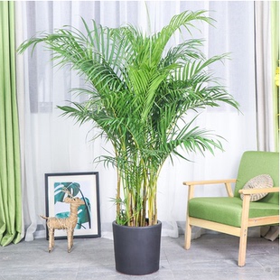 散尾葵盆栽凤尾竹室内客厅大型绿植，袖珍叶夏威夷盆景富贵椰花卉