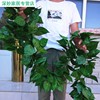 仿真绿植藤蔓装饰塑料花叶子假树叶藤条花缠绕绿叶水管道遮挡挂墙