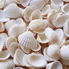 天然白色贝壳材料地中海家居装饰墙贴DIY地台打孔海螺