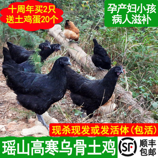 乌鸡新鲜现杀正宗土鸡，农家散养五黑鸡乌骨鸡，活鸡公鸡月子鸡老母鸡