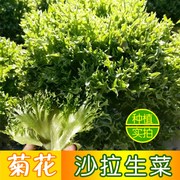 菊花沙拉生菜种子四季盆栽，橡叶蔬菜种籽小青菜籽春夏秋冬阳台种孑