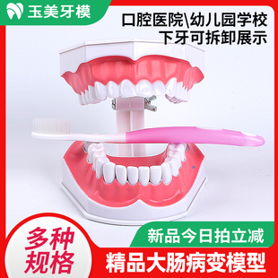 牙齿模型 幼儿园早教刷牙模具 口腔学刷牙教学带牙刷巴氏刷牙练习
