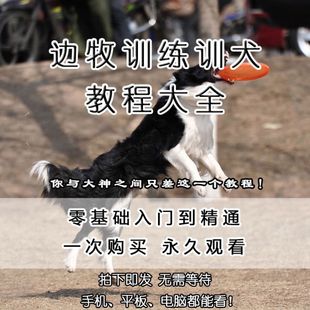 边牧训练教程零基础学习培训马犬拉布拉多金毛狗狗训犬视频教学