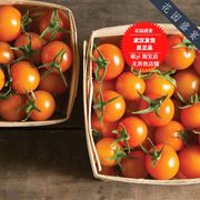 f1樱桃番茄种子金太阳(金太阳)金色阳光美国进口蔬菜种子可盆栽非转基因
