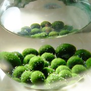 marimo马培j莫宠物海藻球微景观生态瓶办公室水物植里绿球藻营养