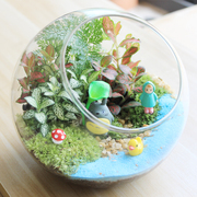 苔藓微景观生态瓶创意办公室，小盆栽迷你植物，玻璃盆景diy绿植