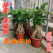 幸福树盆栽室内植物花卉 四季常青绿宝树提根老桩盆景客厅发财树