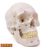 仿真1比1人头骨模型塑料骷髅头医学头骨模型美术临摹头颅骨缝线