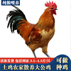 苏北土鸡农家散养大红公鸡活体活鸡包活到家青脚红公鸡种鸡童子鸡