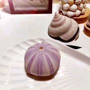 天然紫色海胆壳 创意女生日礼物 创意办公桌摆件海螺贝壳橱窗道具