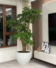 幌伞枫幸福树盆栽客厅办公室大型绿植新房吸甲醛净化空气好养花卉