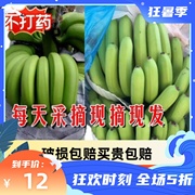 高山天宝香蕉装10斤自然熟现摘现发香蕉生鲜水果天宝香蕉水果