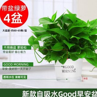 绿萝盆栽室内植物花卉绿植水培长藤垂吊大叶绿箩新房家用吸除甲醛