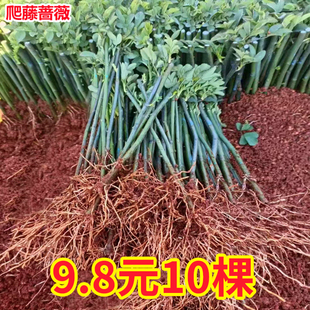 9.8元10棵无刺蔷薇花苗，爬藤四季开花藤本，月季小苗阳台盆栽室外