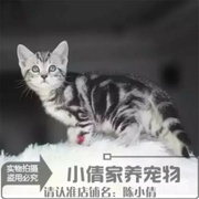 赛级繁育纯种美国短毛猫美短起司猫幼猫宠物猫，银虎斑猫美短活体q