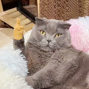 猫咪手指小猫咪比耶手套硅胶高弹力(高弹力)剪，中指搞笑撸猫逗猫玩具神器