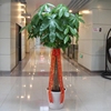 成都植物销售单棒发财树，办公室客厅大绿植室内盆栽观叶植物好养