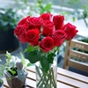 罗德斯肯尼亚红玫瑰花苗，无刺四季庭院，耐寒花期长切花月季