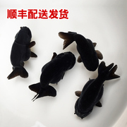 黑寿兰寿金鱼活体观赏鱼苗冷水淡水招财鱼重墨五花水墨奶牛鱼