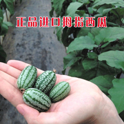 拇指迷你西瓜种籽 有机拇指西瓜种子种籽 可留种 蔬菜水果种子