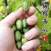 拇指西瓜种子种籽四季高产母子手指西瓜子水果种庭院阳台盆栽种子