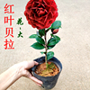 红叶贝拉茶花纯色黑贝拉大花型室内盆栽花卉，阳台绿植办公室苗